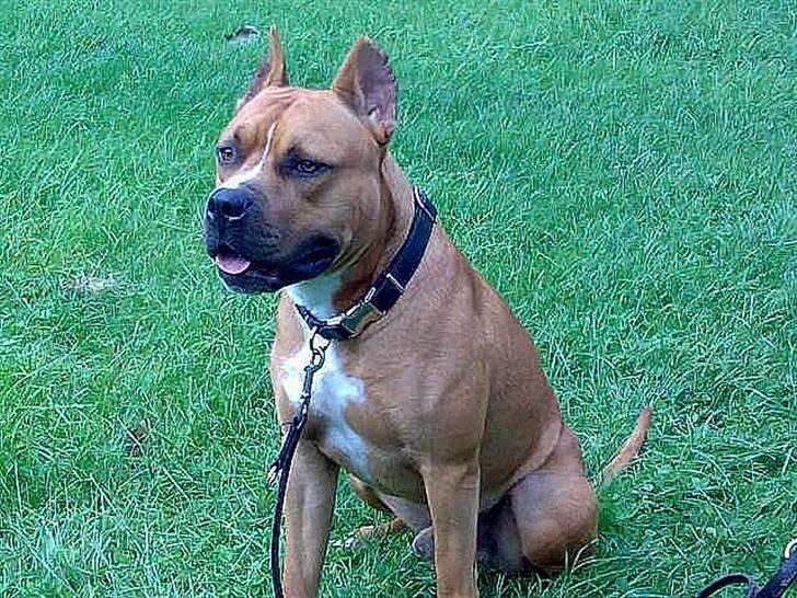 Amerikansk staffordshire terrier Simba R.i.p billede 7