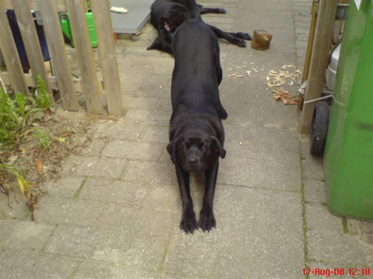 Labrador retriever maja billede 8