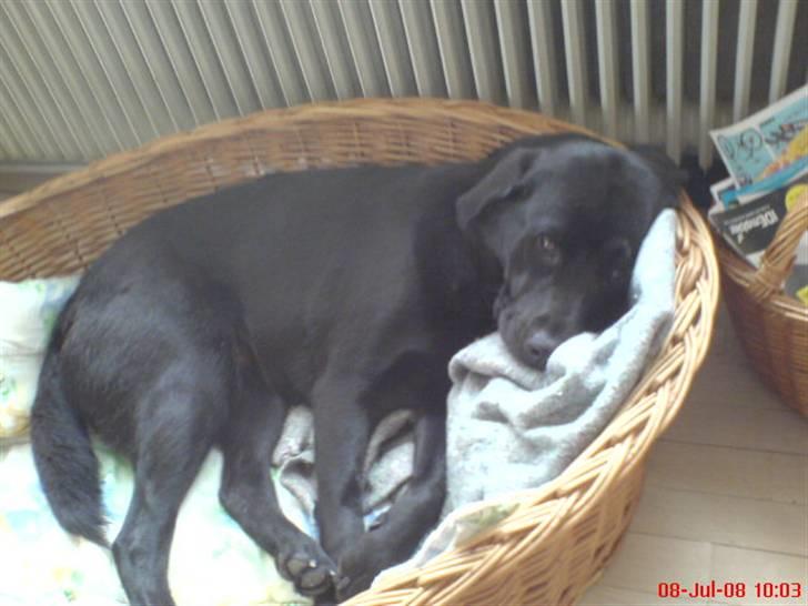 Labrador retriever maja billede 9