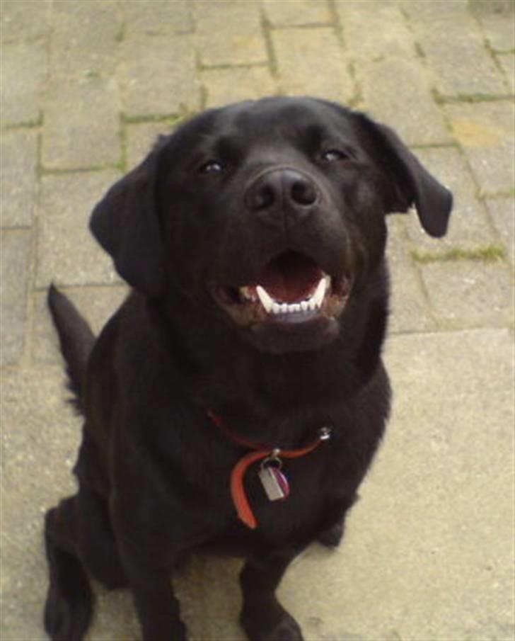 Labrador retriever maja billede 10