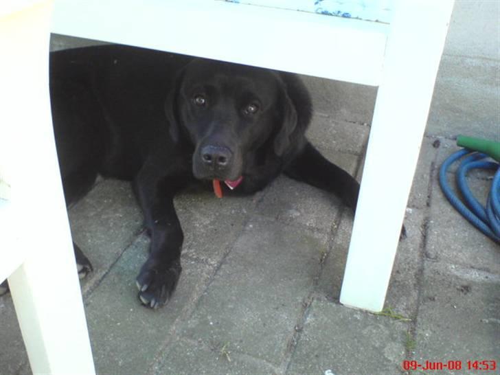 Labrador retriever maja billede 11