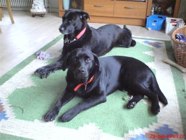 Labrador retriever maja billede 12