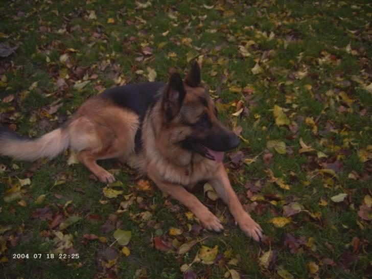 Schæferhund Janki Zarko R.I.P billede 5