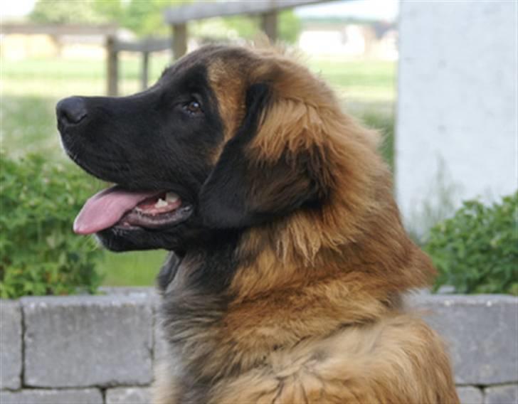 Leonberger Star of Regulus Red Skin - Amos´s skønne hoved :) billede 17