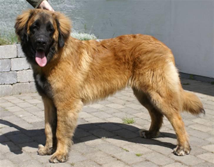 Leonberger Star of Regulus Red Skin - Drengen i fuld figur billede 18