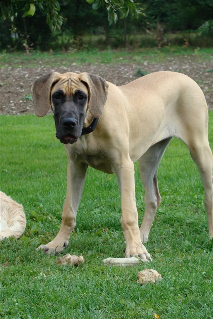 Grand danois Grand de feld´s Petit  billede 19