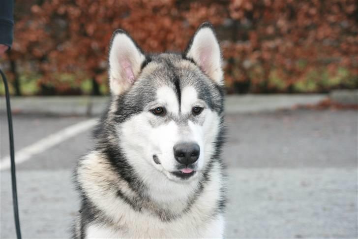 Alaskan malamute Kenzo. - Velkommen:) billede 1