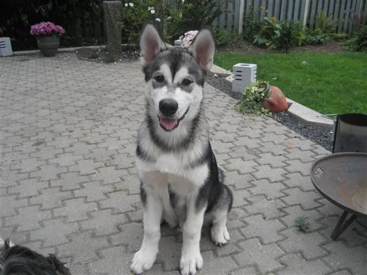 Alaskan malamute Kenzo. - Kenzo 4 mdr. billede 2