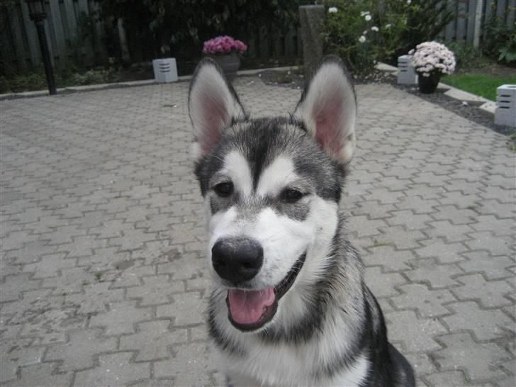 Alaskan malamute Kenzo. - Kenzo 4 mdr. billede 3