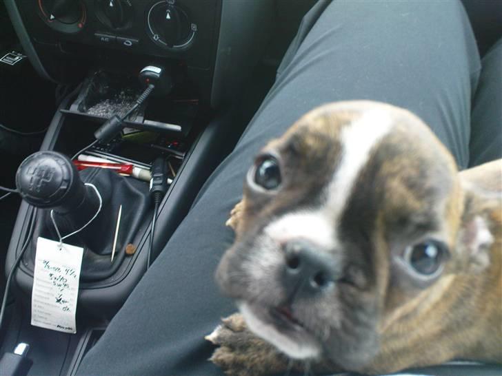 Fransk bulldog bums billede 2