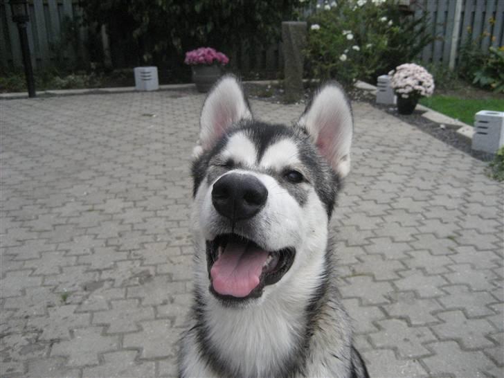 Alaskan malamute Kenzo. - Chamøre:) billede 4