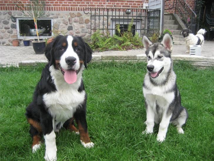 Alaskan malamute Kenzo. - Kenzo og hans bedste ven Tiesto. billede 5