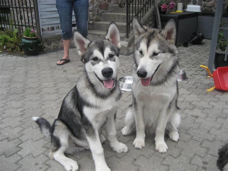 Alaskan malamute Kenzo. - Kenzo og min anden Malamute Malu. billede 6