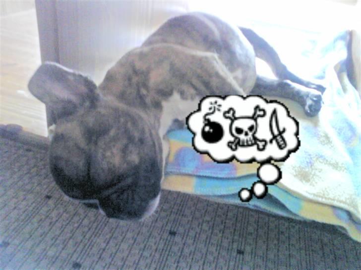 Fransk bulldog bums billede 3