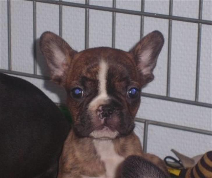 Fransk bulldog bums billede 4