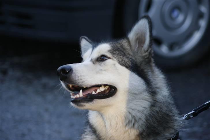 Alaskan malamute Malu. - Velkommen:) billede 1