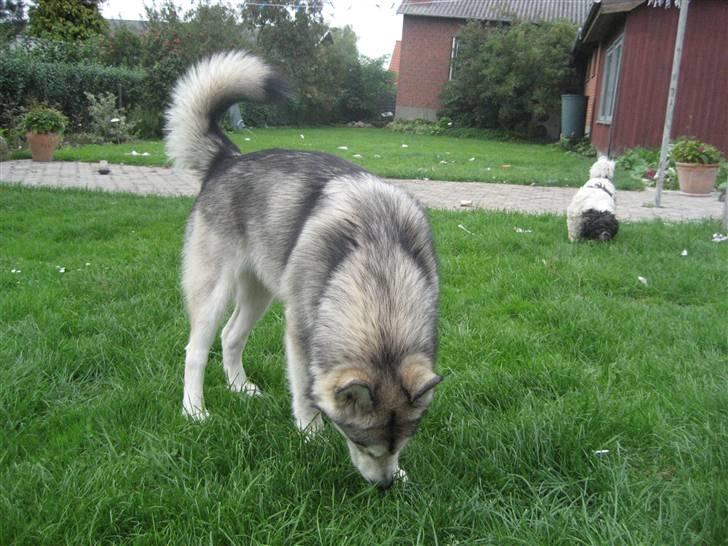 Alaskan malamute Malu. - Rigtig bamse:) 8 mdr. billede 2