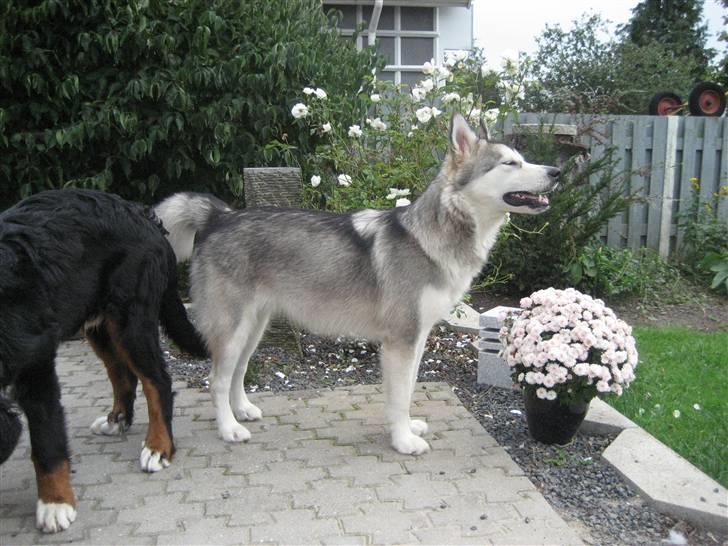 Alaskan malamute Malu. - Smukke pige. billede 3