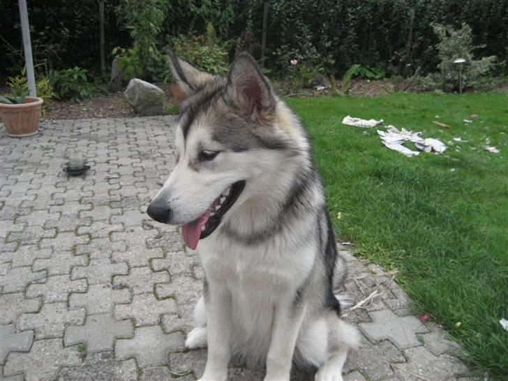 Alaskan malamute Malu. - Malu. 8 mdr. billede 4