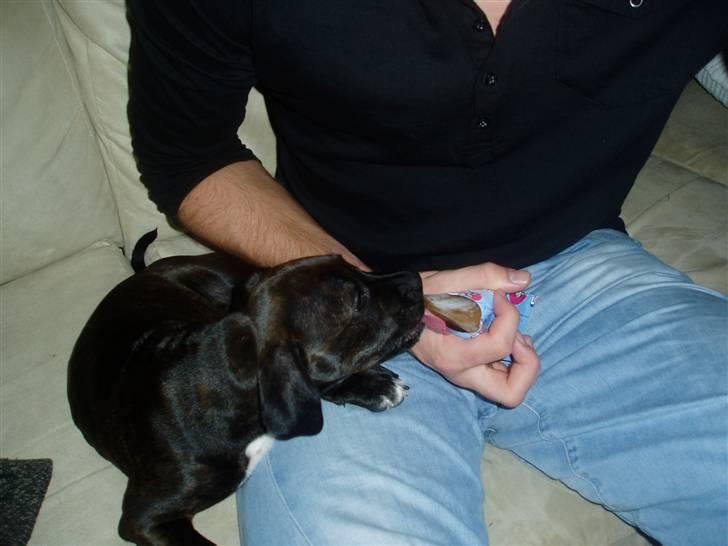 Staffordshire bull terrier Lisa billede 7