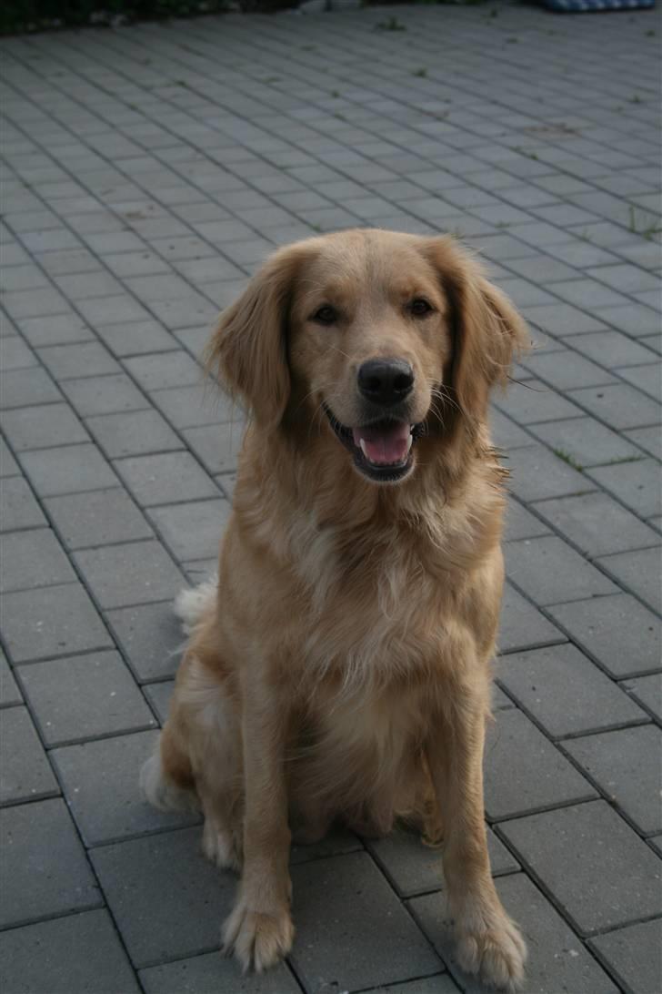 Golden retriever Lille frk. Møller billede 6
