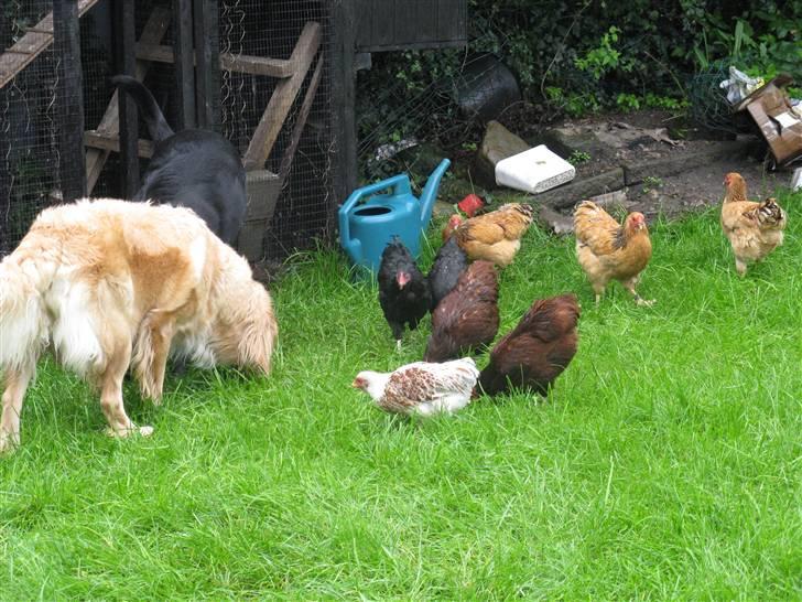 Golden retriever Lille frk. Møller - spiser med hønsene billede 7