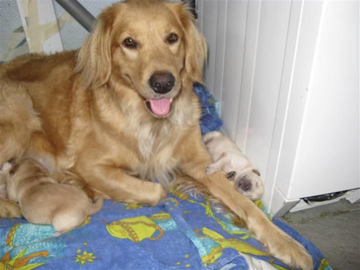 Golden retriever Lille frk. Møller - den stolte mor billede 8