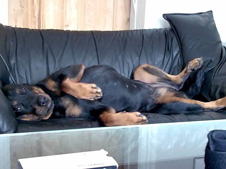 Rottweiler molly billede 18