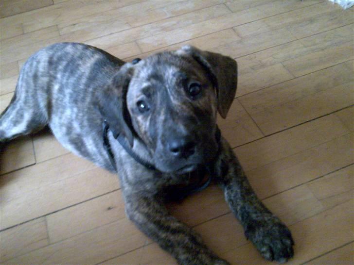 Rottweiler molly billede 19