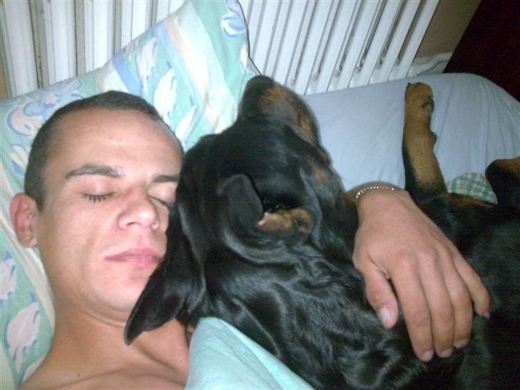 Rottweiler molly billede 20