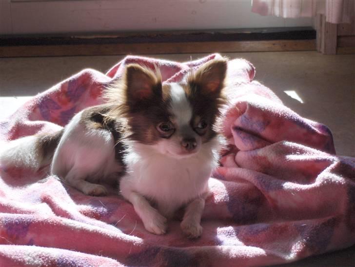 Chihuahua Hambus billede 9