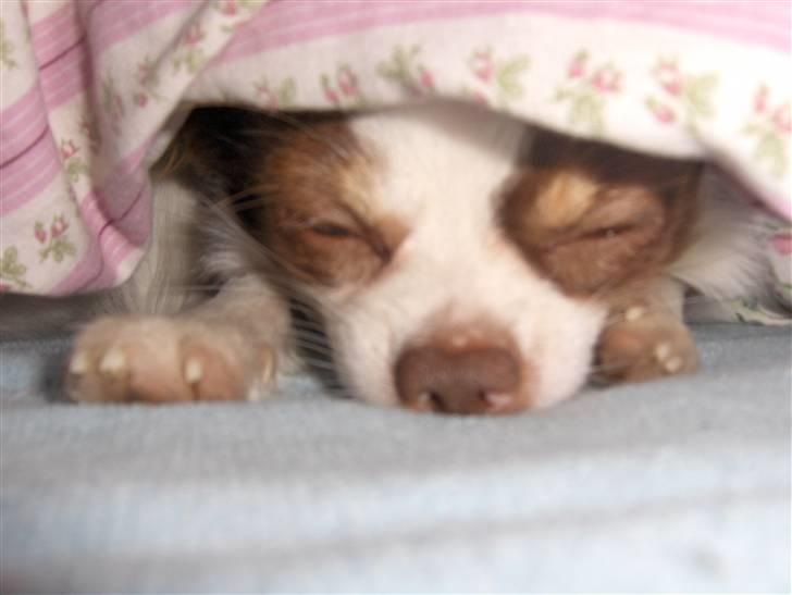 Chihuahua Hambus billede 10