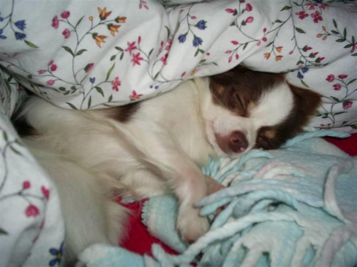 Chihuahua Hambus billede 11