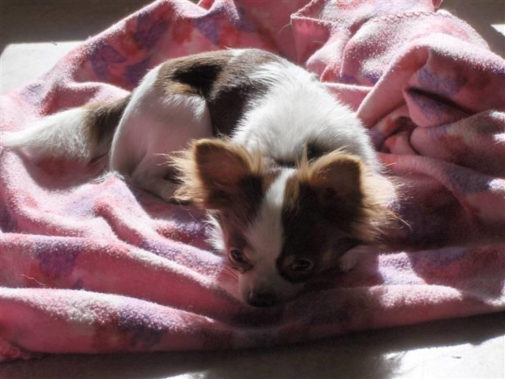 Chihuahua Hambus billede 12