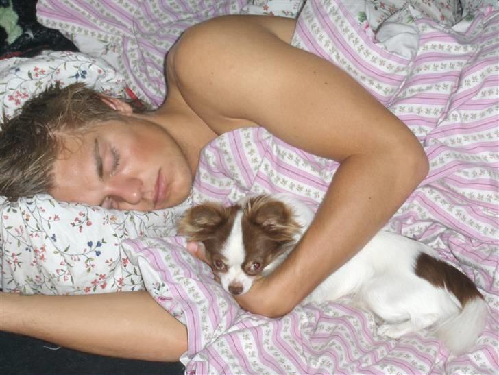 Chihuahua Hambus billede 13