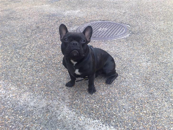 Fransk bulldog Hero billede 1