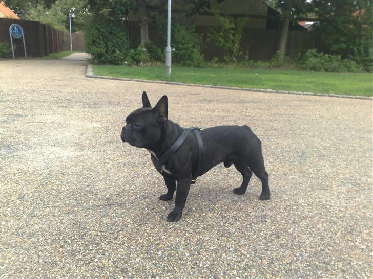 Fransk bulldog Hero billede 2