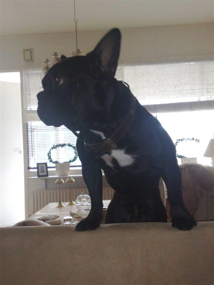 Fransk bulldog Hero billede 3