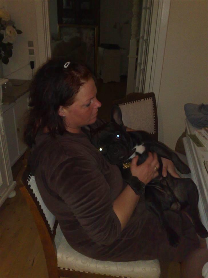 Fransk bulldog Hero billede 4