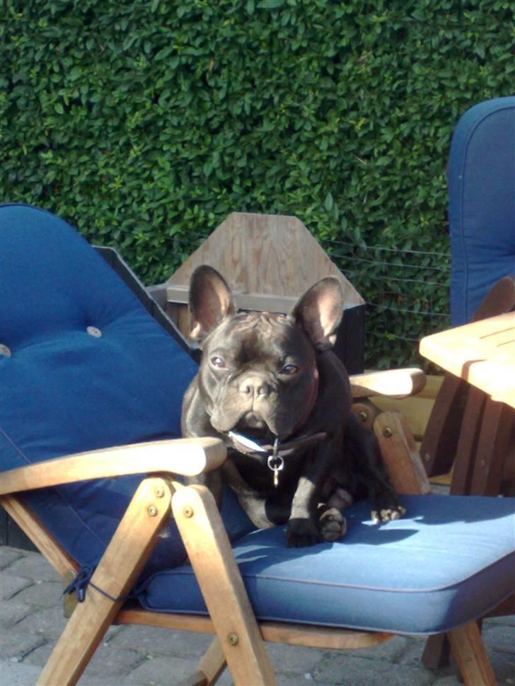 Fransk bulldog Hero billede 5