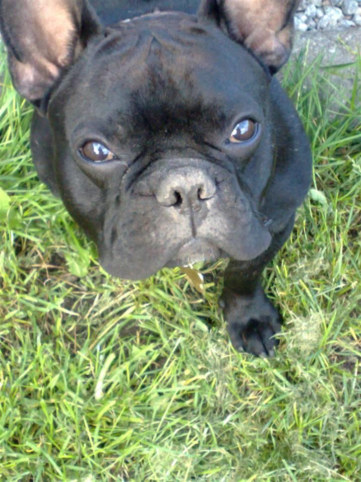 Fransk bulldog Hero billede 6