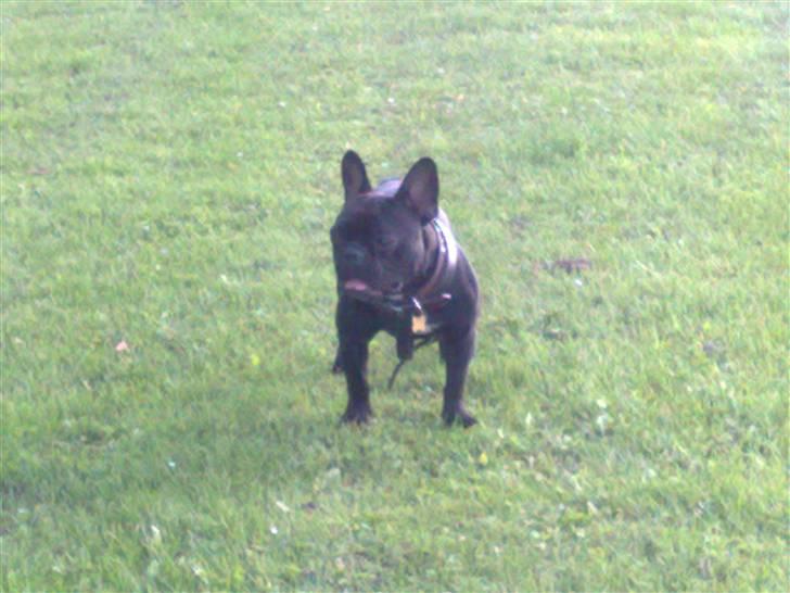 Fransk bulldog Hero billede 7