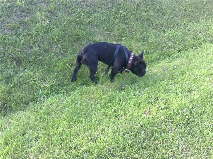 Fransk bulldog Hero billede 8