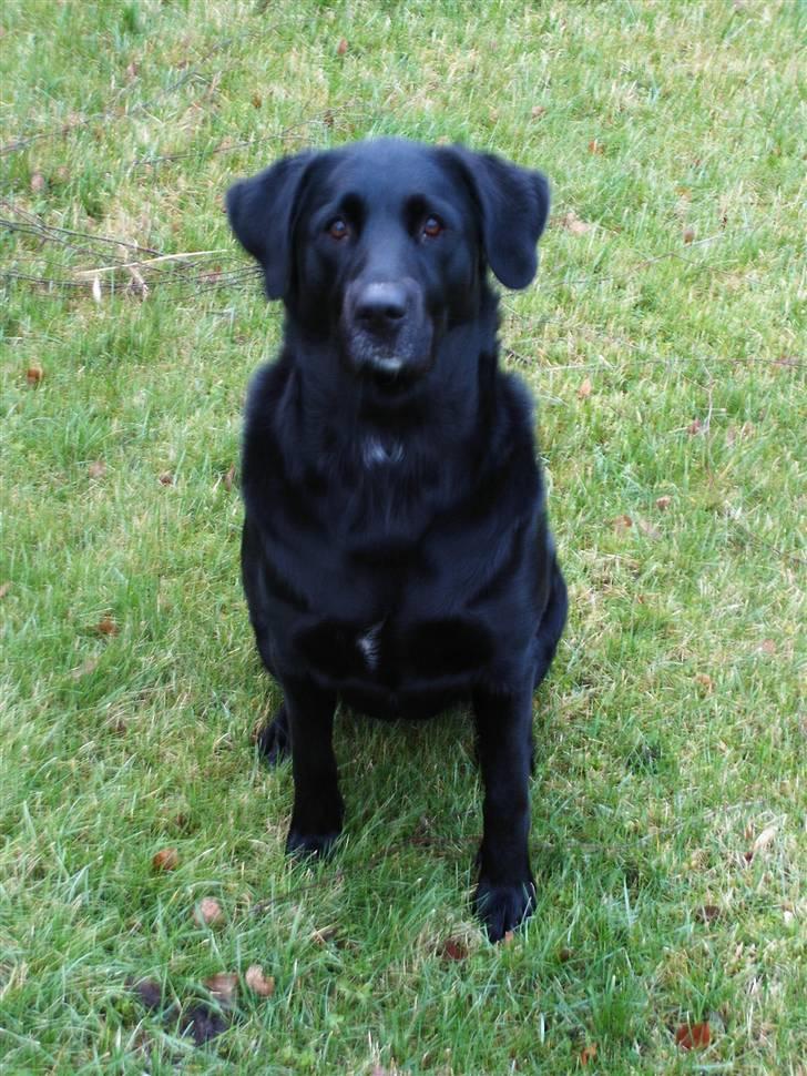 Blanding af racer Nougat billede 1