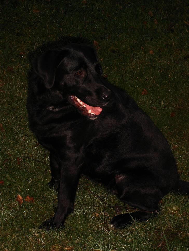 Blanding af racer Nougat billede 2