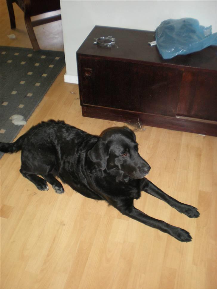 Blanding af racer Nougat billede 3