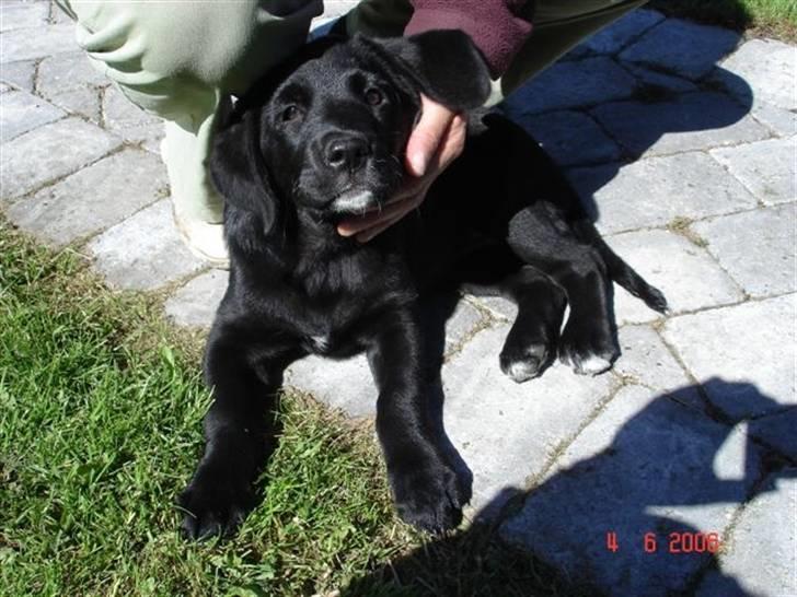 Blanding af racer Nougat billede 4