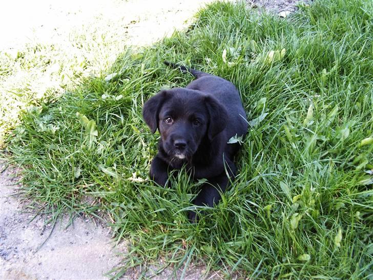 Blanding af racer Nougat billede 5