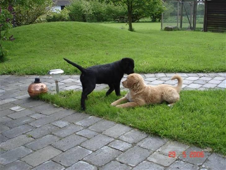 Blanding af racer Nougat billede 6