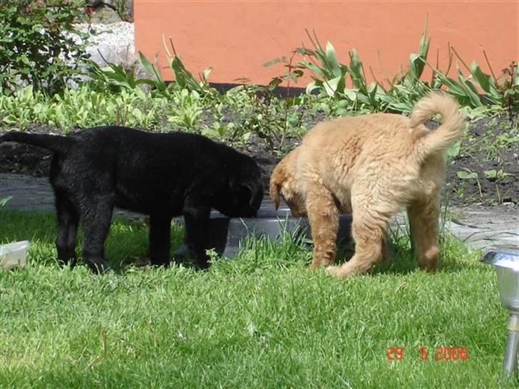 Blanding af racer Nougat billede 7